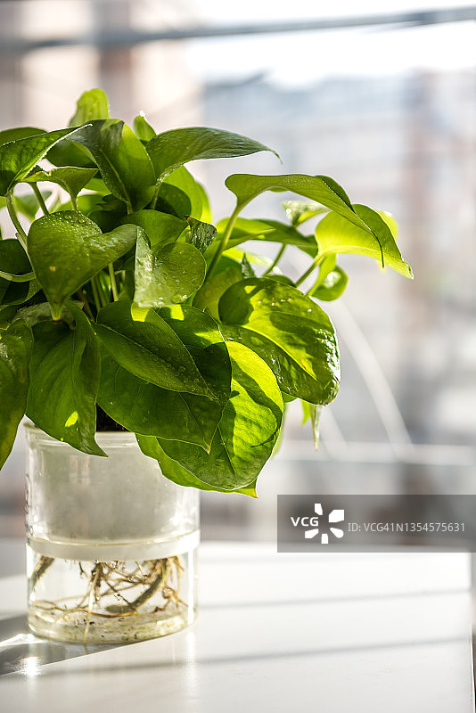 带绿色植物和窗户的桌子图片素材