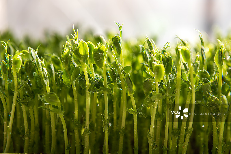 发芽的微型蔬菜，家庭种子发芽，纯素和健康饮食概念，豌豆发芽种子微型蔬菜，生长芽苗菜，水培图片素材