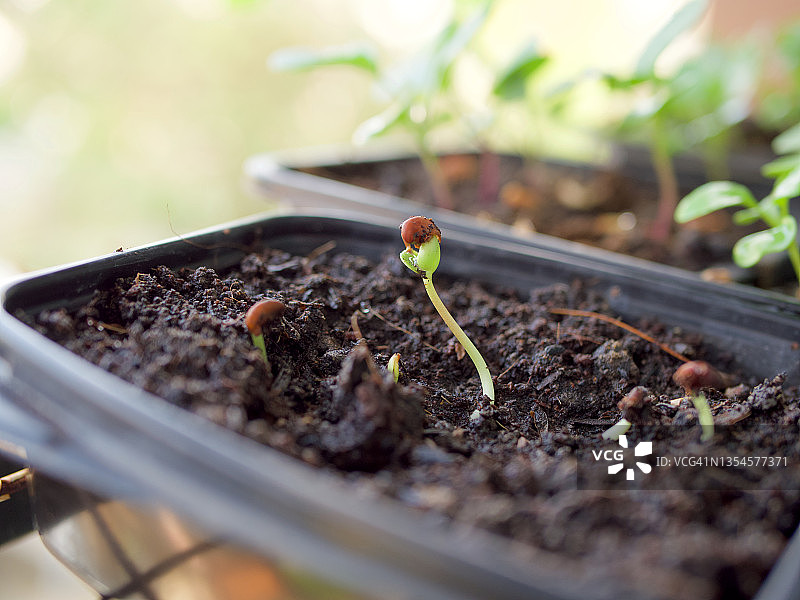 托盘中的植物幼苗或发芽图片素材