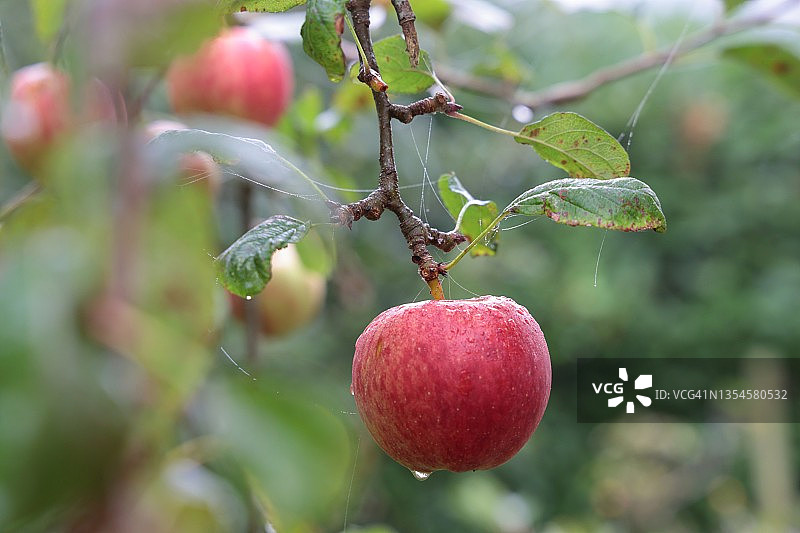 树上的苹果图片素材