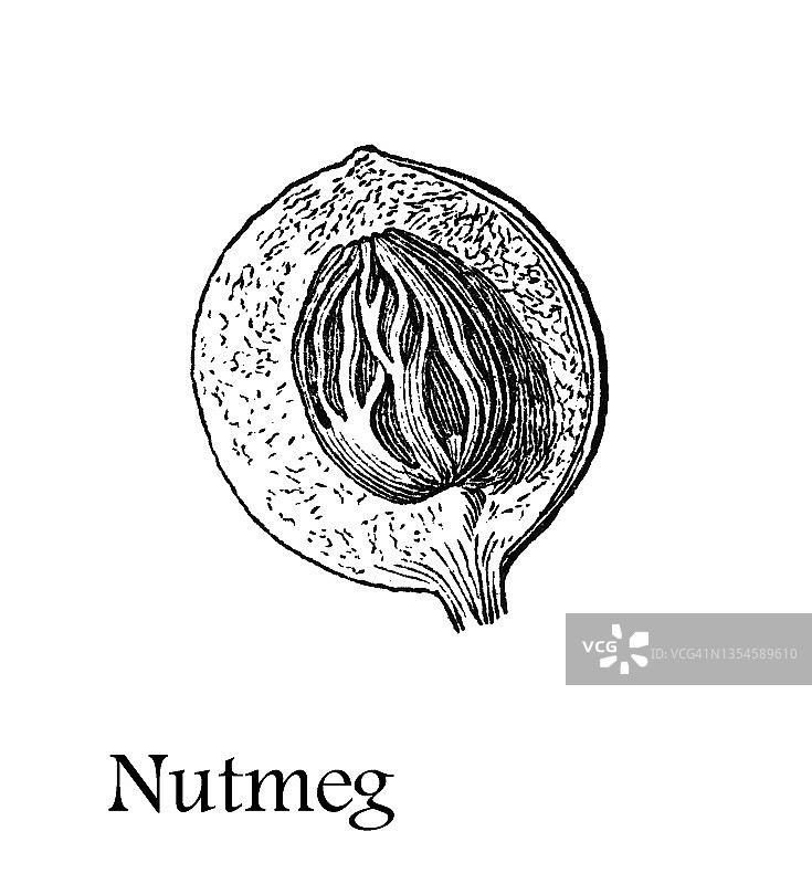 肉豆蔻常绿树古老雕刻插图图片素材