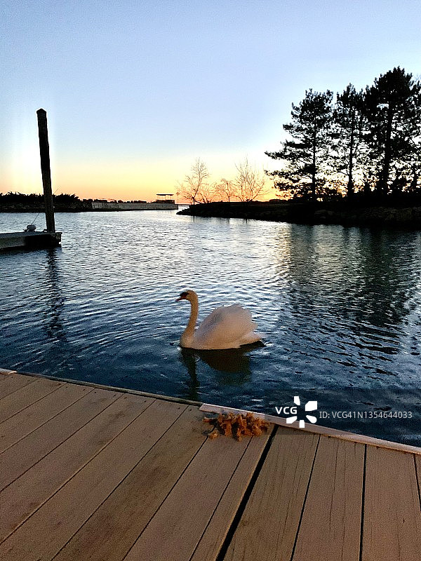 日落时分的天鹅图片素材