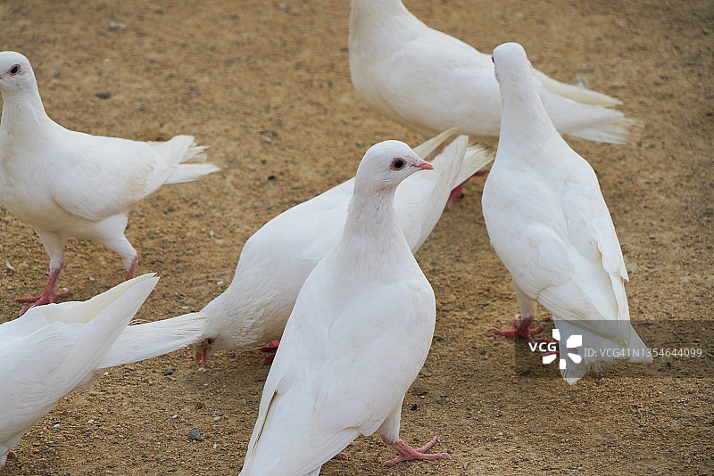 阳光下在地上觅食的白色鸽子特写图片素材