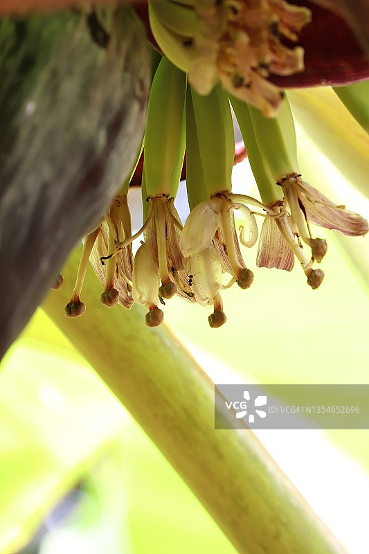 喀拉拉邦芭蕉花图片素材