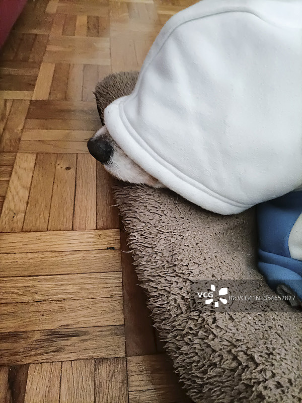 帽衫下的狗狗鼻子：宠物在寒冷的冬日里睡觉图片素材