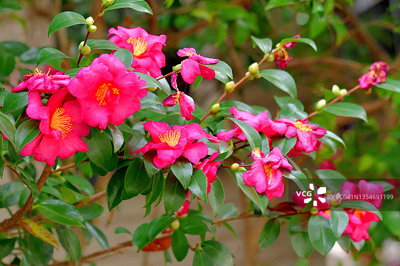 重瓣茶梅花图片素材