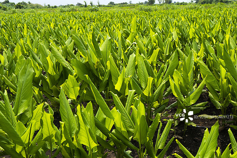 印度姜黄种植园图片素材