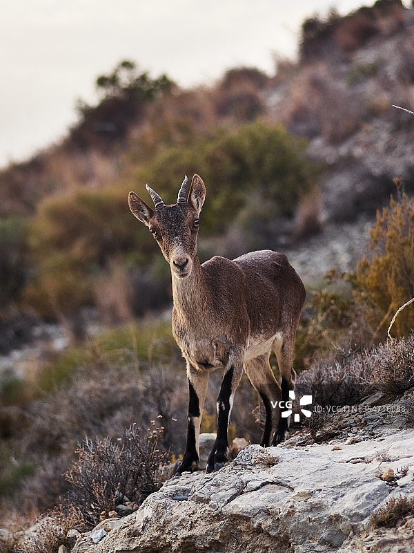 西班牙野山羊图片素材