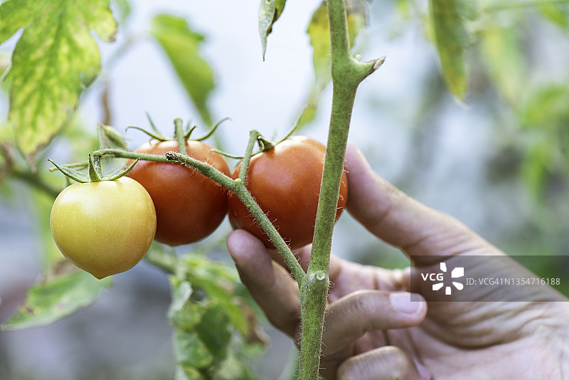 种植番茄图片素材