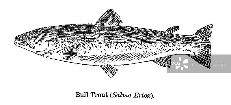 公牛鳟鱼古老版画插图图片素材