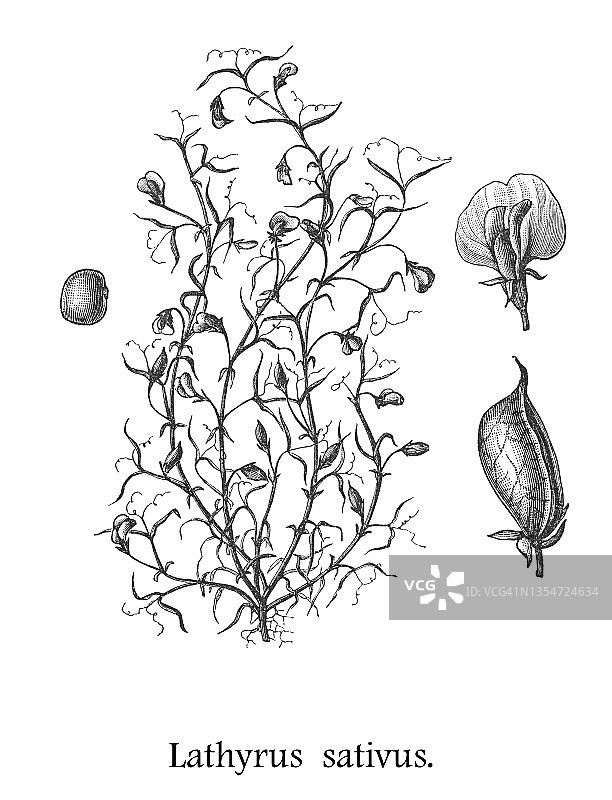 草豌豆、鸡眼豆、蓝色香豌豆、小鸡豌豆、小鸡野豌豆、印度豌豆、白豌豆和白野豌豆（Lathyrus sativus）的古代雕刻插图图片素材