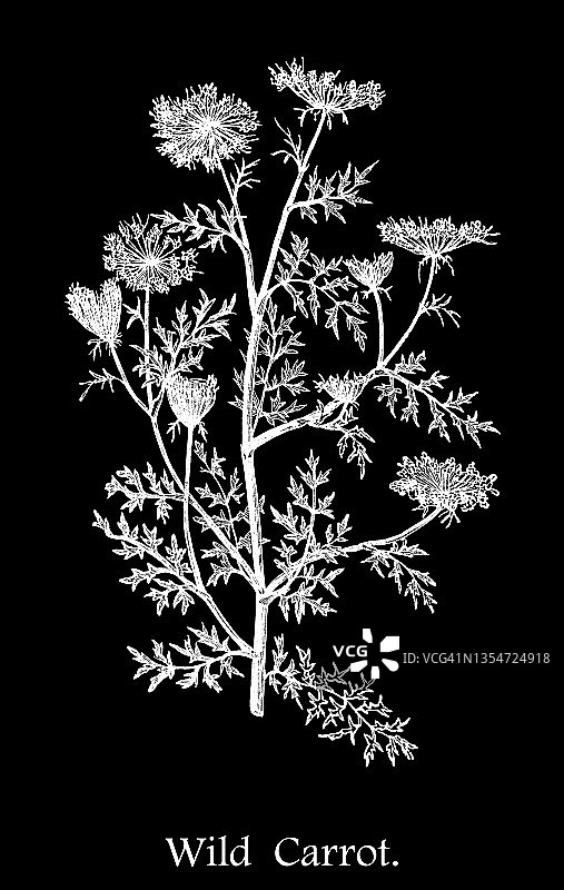 野胡萝卜的古老雕刻插图图片素材