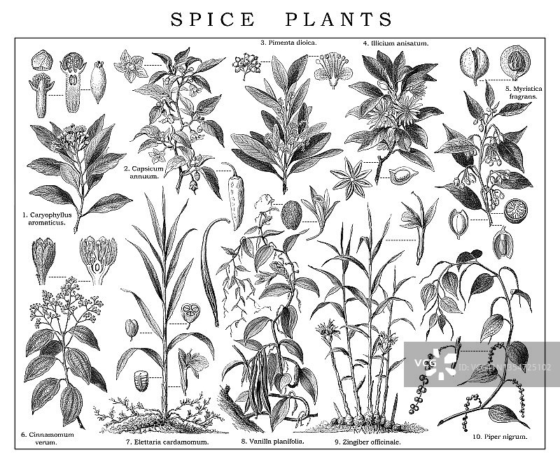 植物学古版画：香料植物图片素材