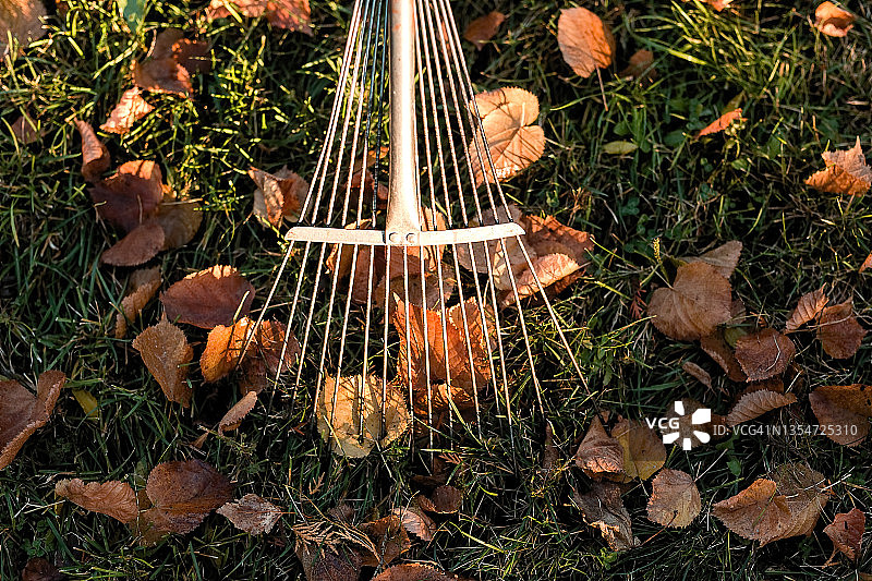 用耙子清理秋叶，秋季草坪特写图片素材