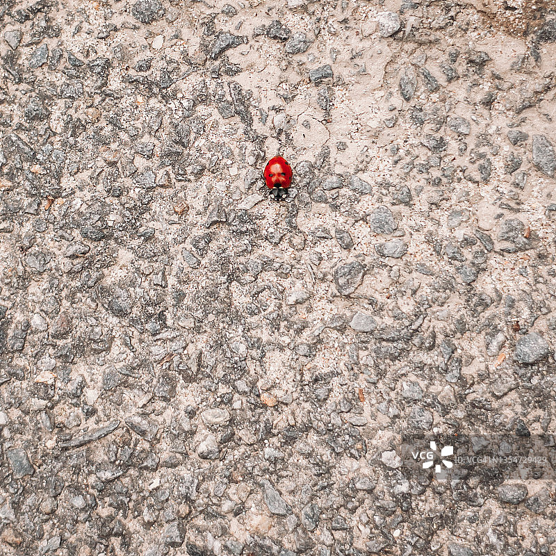 灰色水泥地上的红色瓢虫图片素材