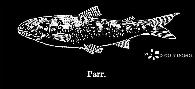 大西洋鲑鱼古老雕刻插图图片素材