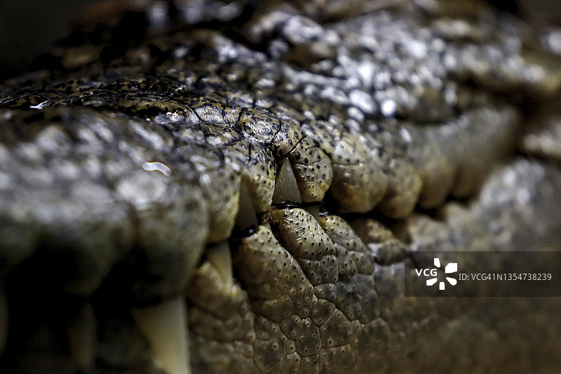 鳄鱼牙齿特写图片素材