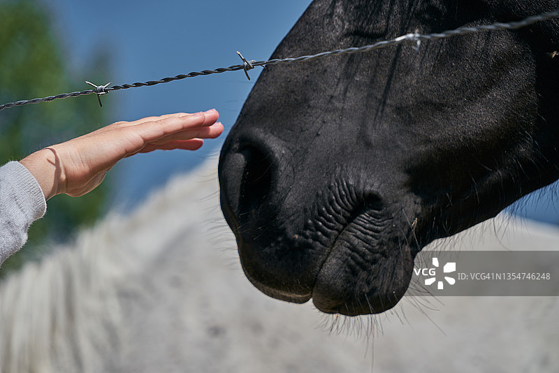 骑师的手触摸黑马的口鼻特写图片素材