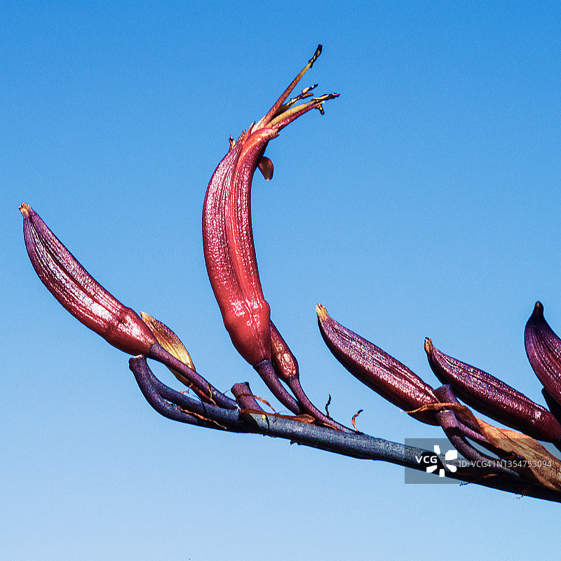 红色亚麻植物花朵图片素材
