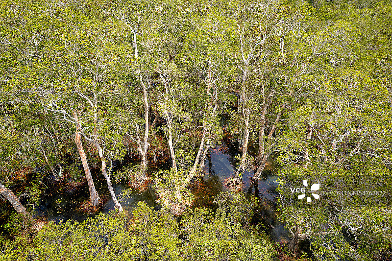 泰国攀牙府通萨美考的白千层树群无人机航拍图片素材