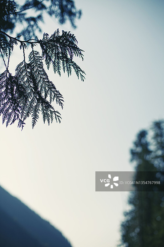 背景是天空、山脉和常绿树木的西部红雪松树枝图片素材