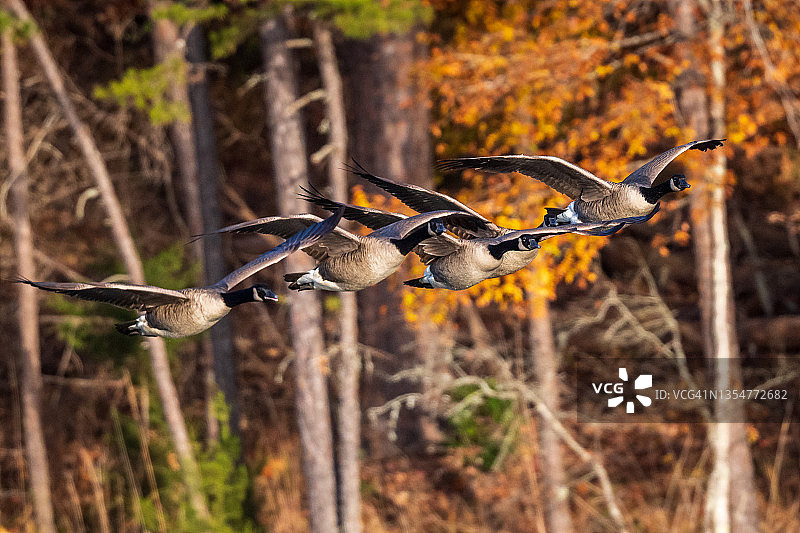 飞过秋叶的加拿大雁图片素材
