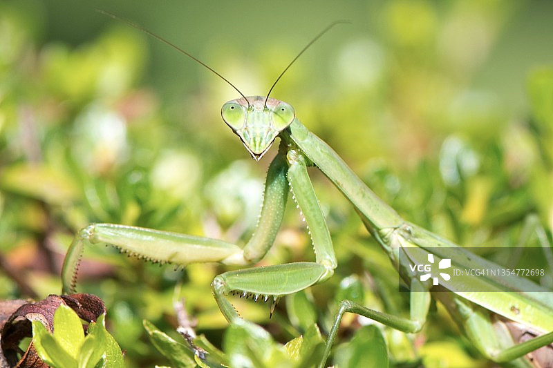 近距离观察的伪装掠食性昆虫：螳螂图片素材