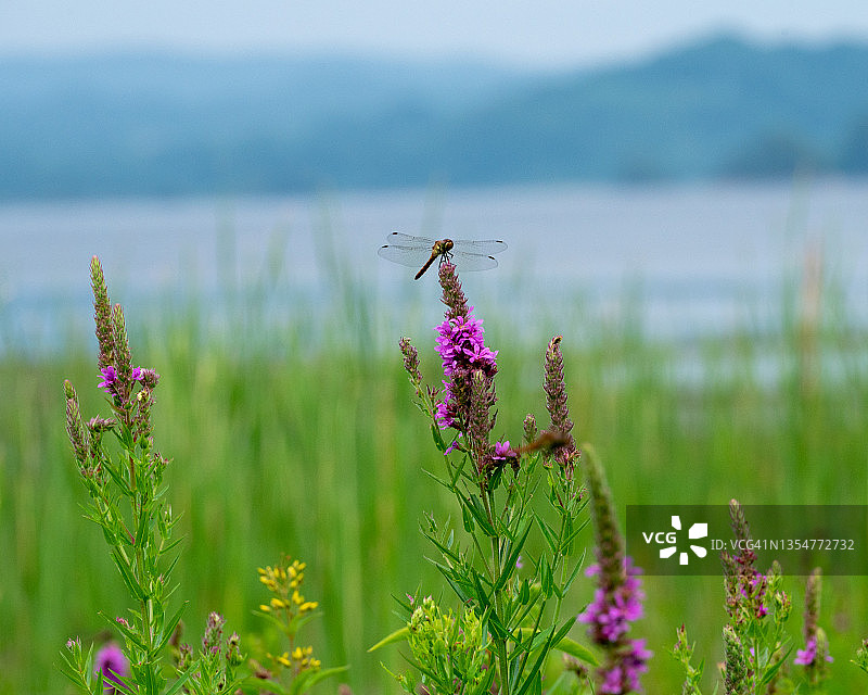 千屈菜和蜻蜓图片素材