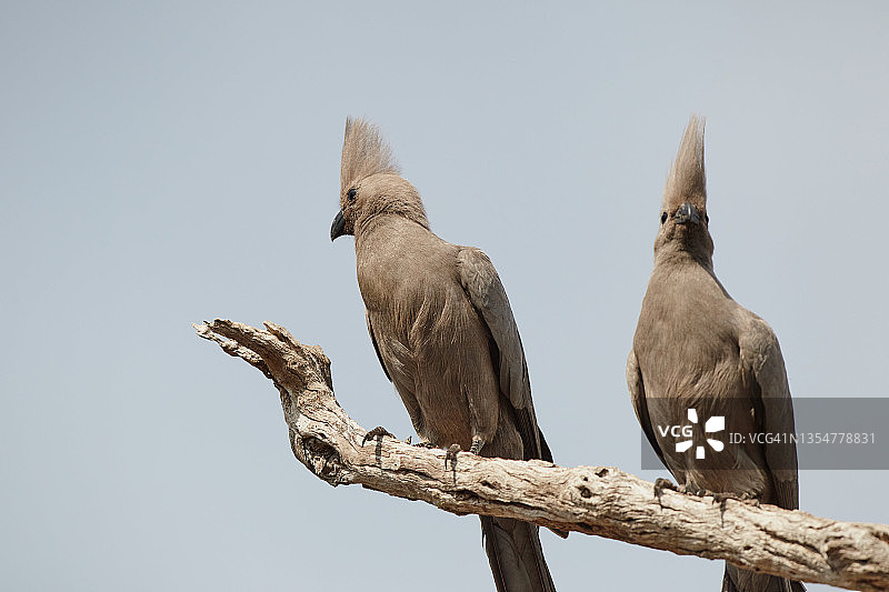 非洲灰蕉鹃图片素材