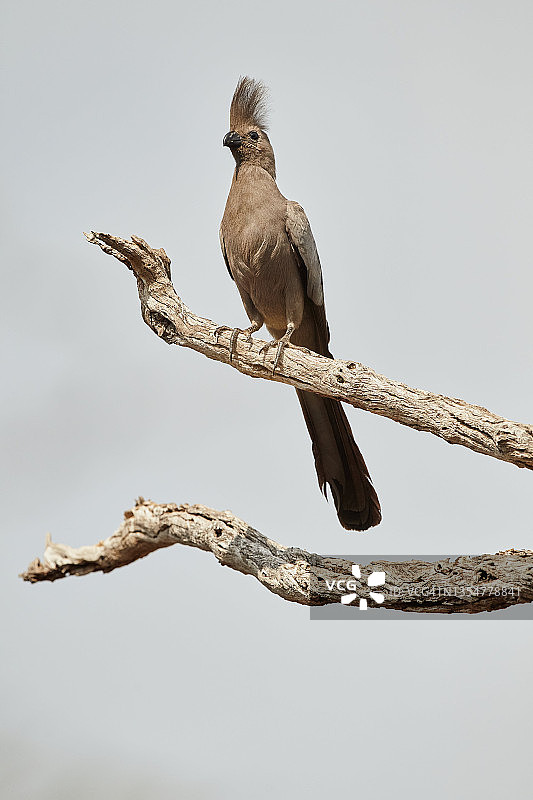 非洲灰蕉鹃图片素材