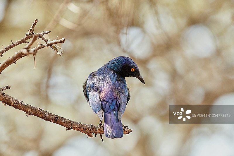 大蓝耳八哥图片素材