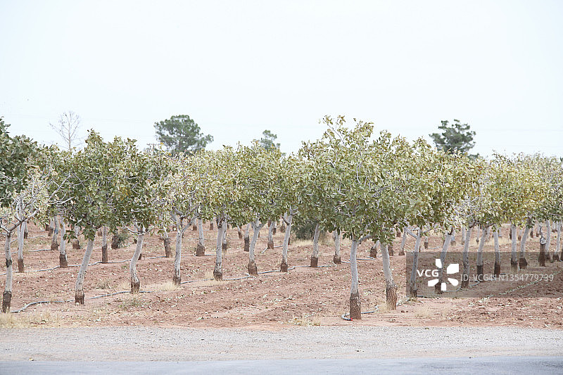 麦金恩开心果园与竞技场酒庄图片素材