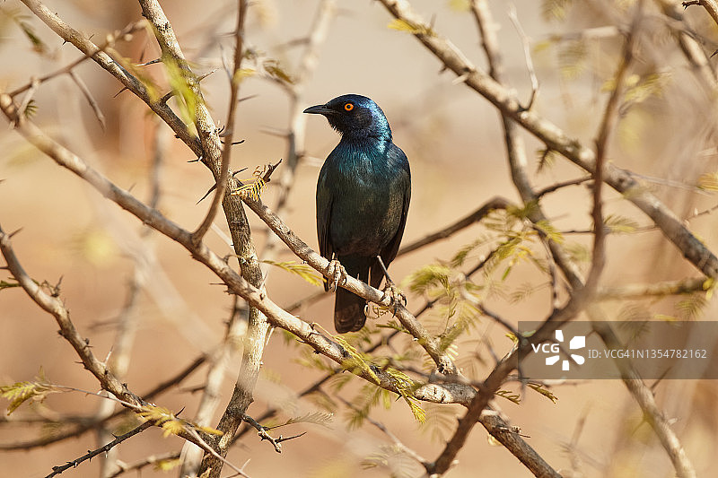 大蓝耳八哥图片素材