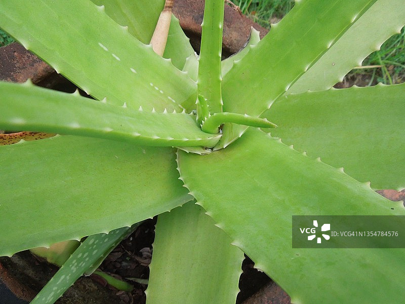 绿色芦荟植物叶子的自然图案图片素材