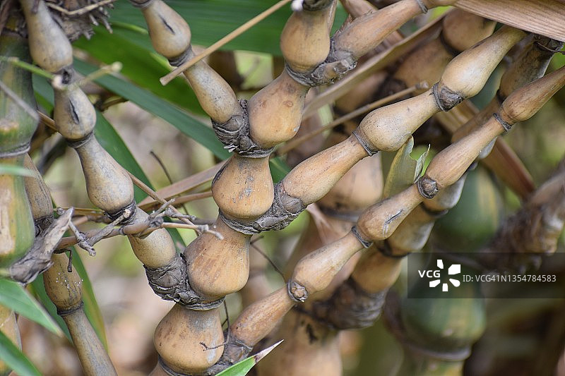 佛肚竹：竹竿呈绿色且光滑，为禾本科植物。图片素材