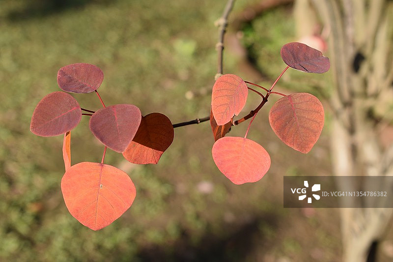 红叶黄栌图片素材