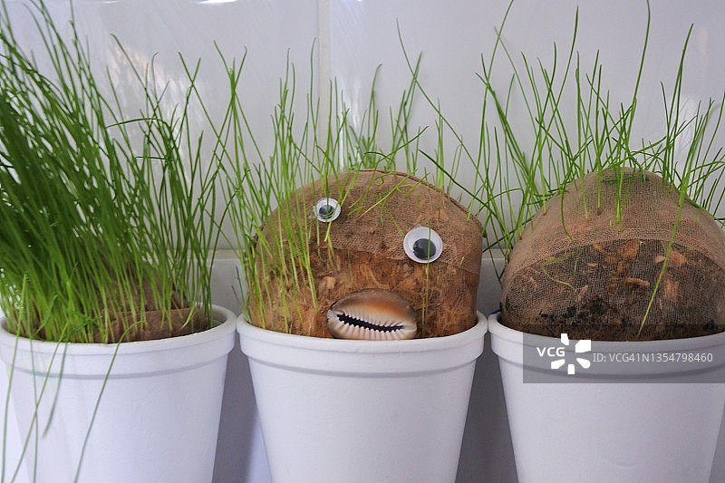 杯中生长的草头娃娃图片素材