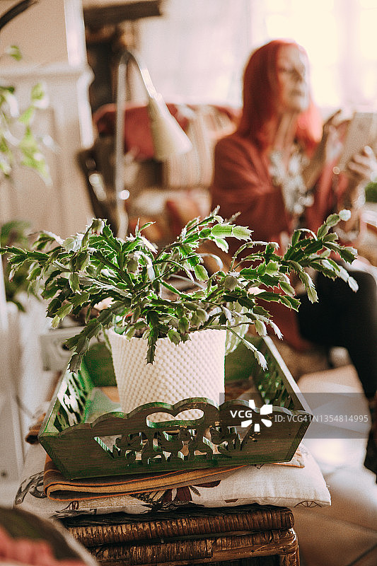 圣诞仙人掌盆栽，背景为失焦老年妇女图片素材