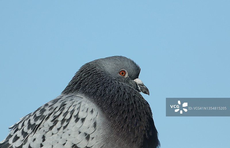 一只漂亮的野鸽的头部特写图片素材