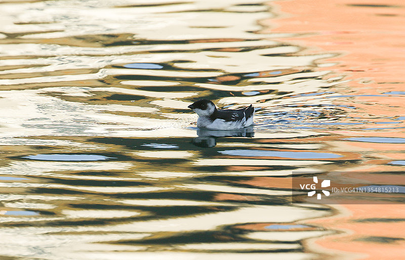 罕见的小海雀在多塞特郡韦茅斯港觅食图片素材