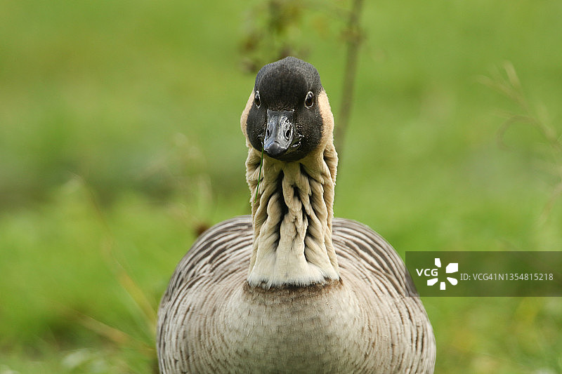 在斯利姆bridge湿地野生动物保护区草地上觅食的濒危夏威夷Nene鹅头部特写图片素材