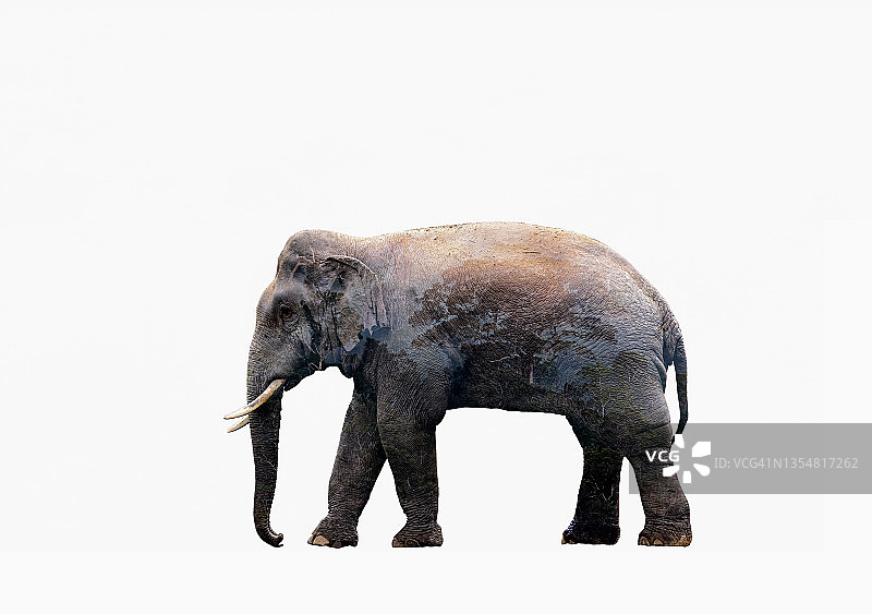 野生大象和树木的双重曝光，孤立背景图片素材