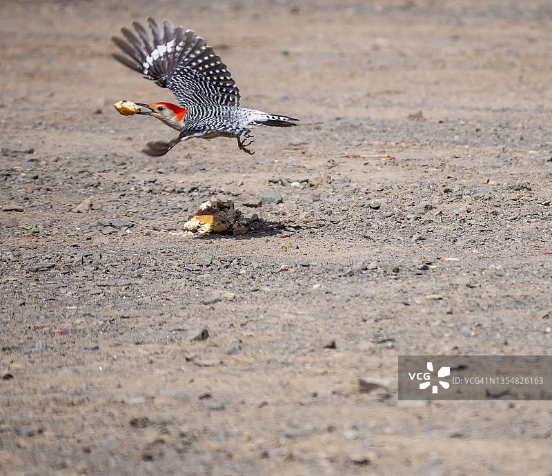 运动中的啄木鸟图片素材