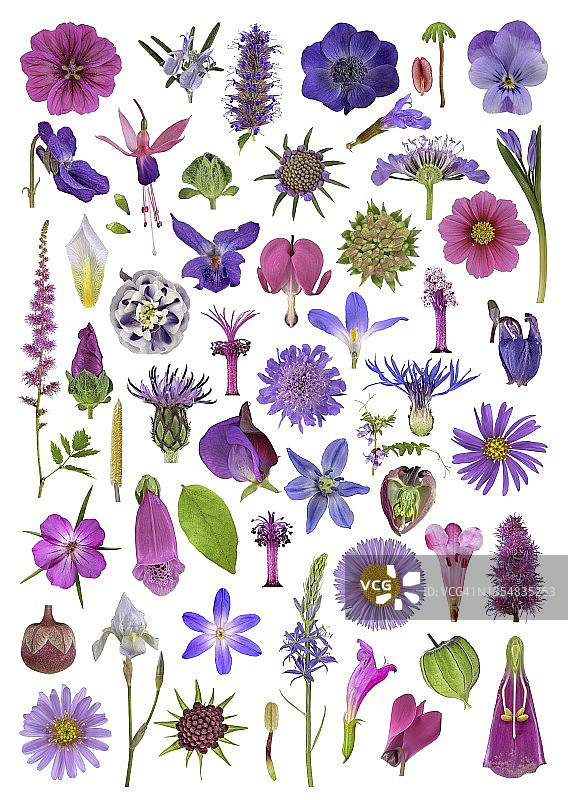 粉色和紫色的植物部分，图片面板，德国图片素材