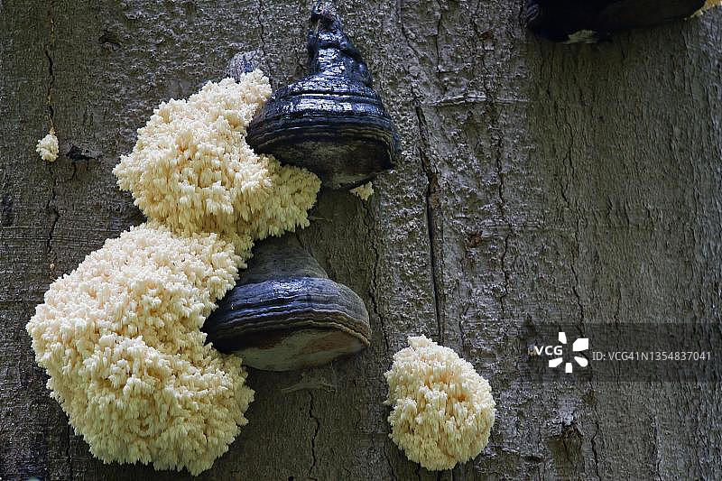 山毛榉树干上的刺猬菌图片素材