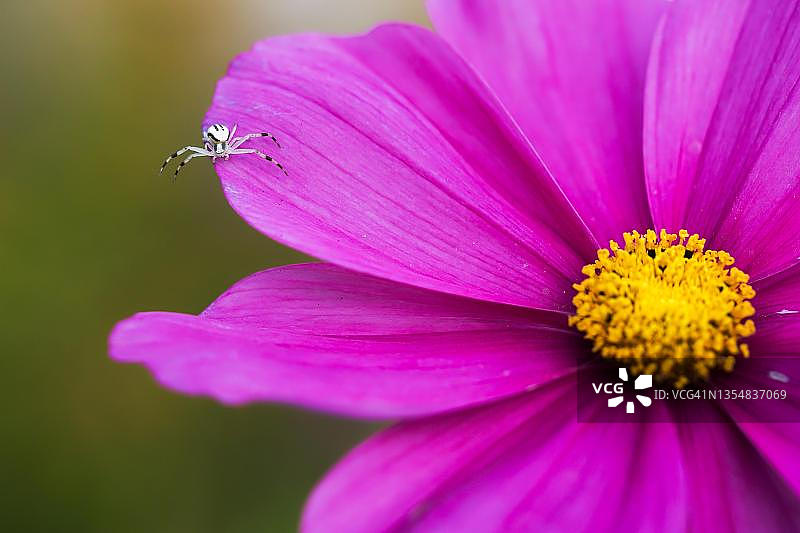 德国黑森州：金杖蟹蛛与墨西哥紫苑图片素材