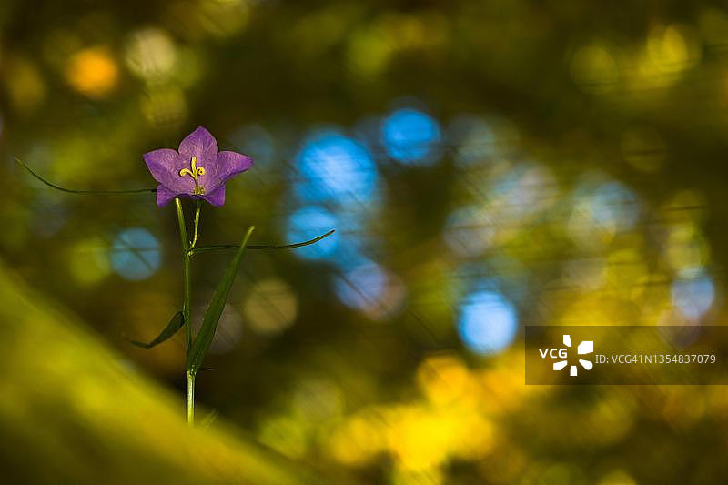 秋季森林中的风铃草，德国黑森州图片素材