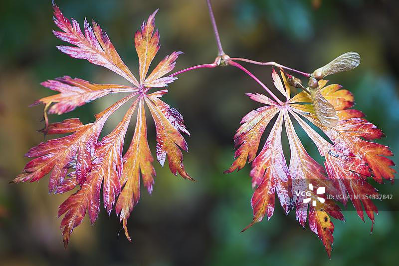 秋叶日本枫（Acer japonicum Aconitifolium），位于德国下萨克森州埃姆斯兰图片素材