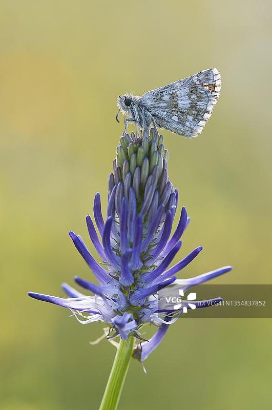 深棕色贝母图片素材