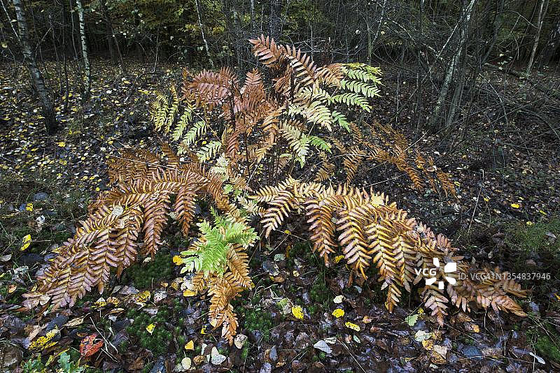 皇家蕨（Osmunda regalis），德国下萨克森州埃姆斯兰图片素材